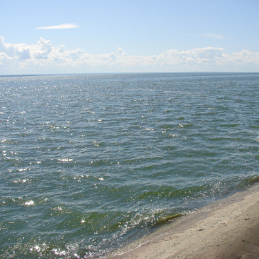 Новосибирский электродный завод внес существенный вклад в восстановление биоресурсов Обского моря